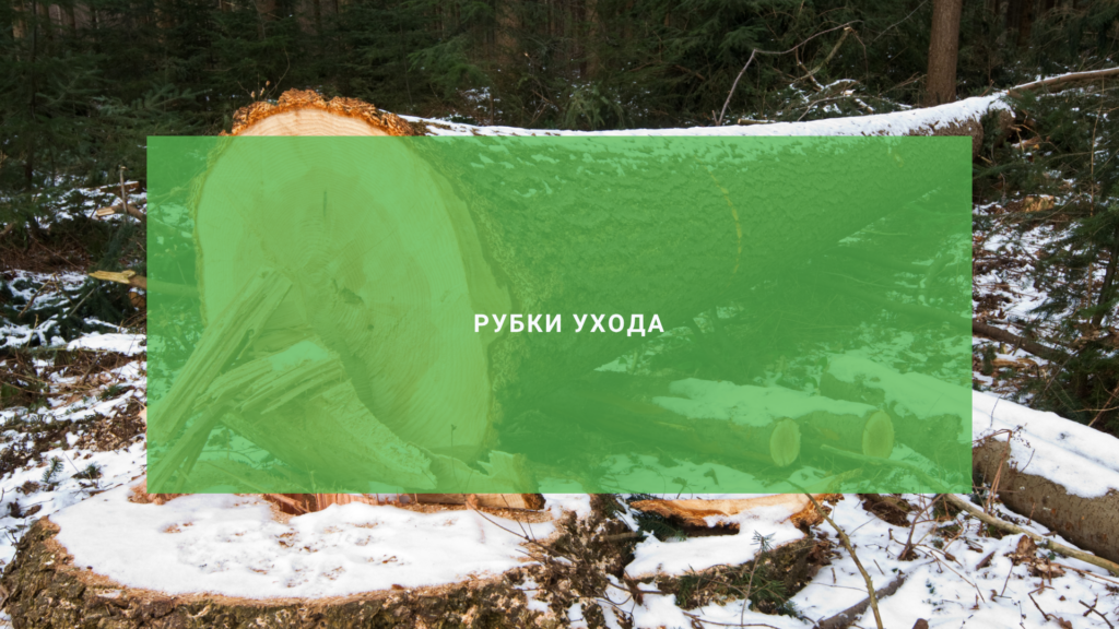 Рубки ухода - что это и как их проводят