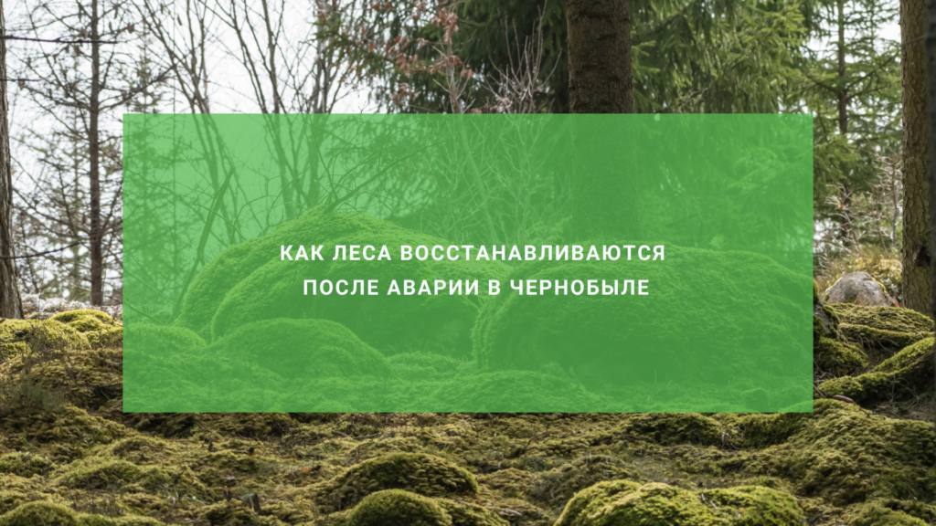 Как леса восстанавливаются после аварии в Чернобыле