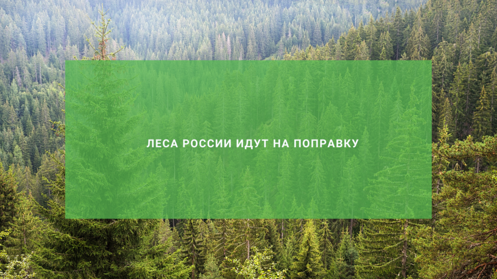 Леса России идут на поправку