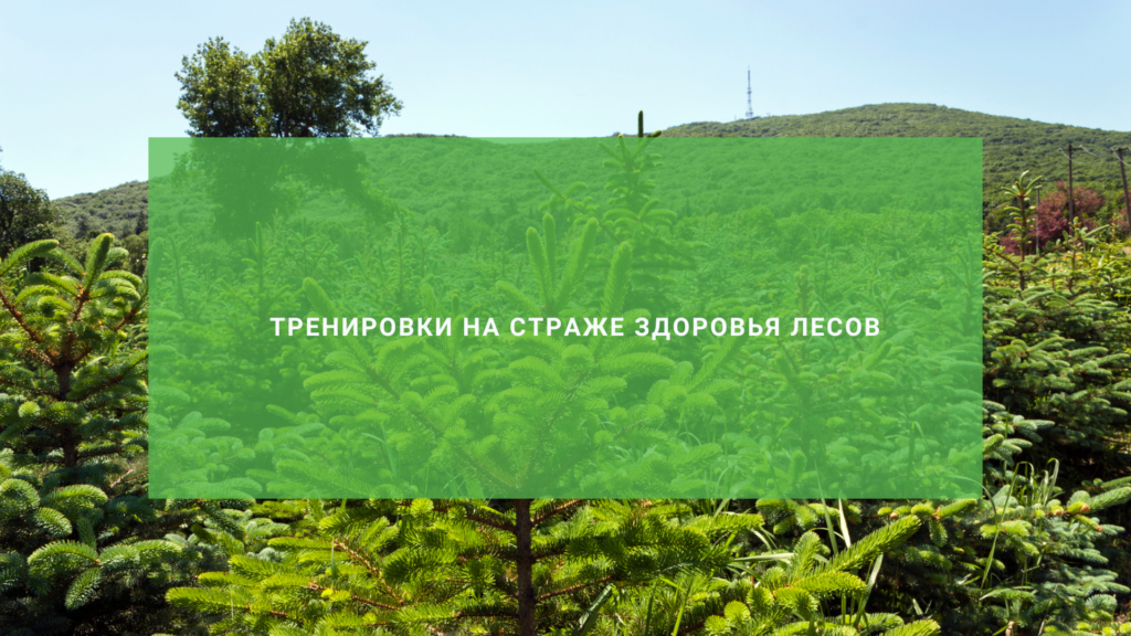 На страже здоровья лесов