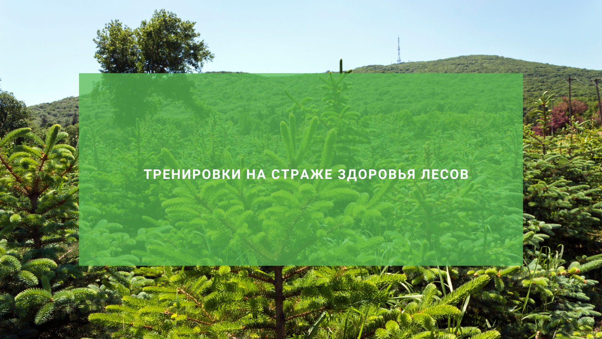 На страже здоровья лесов