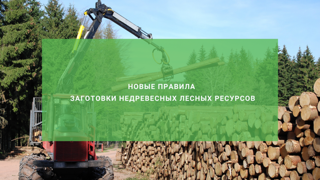 Новые правила заготовки недревесных лесных ресурсов