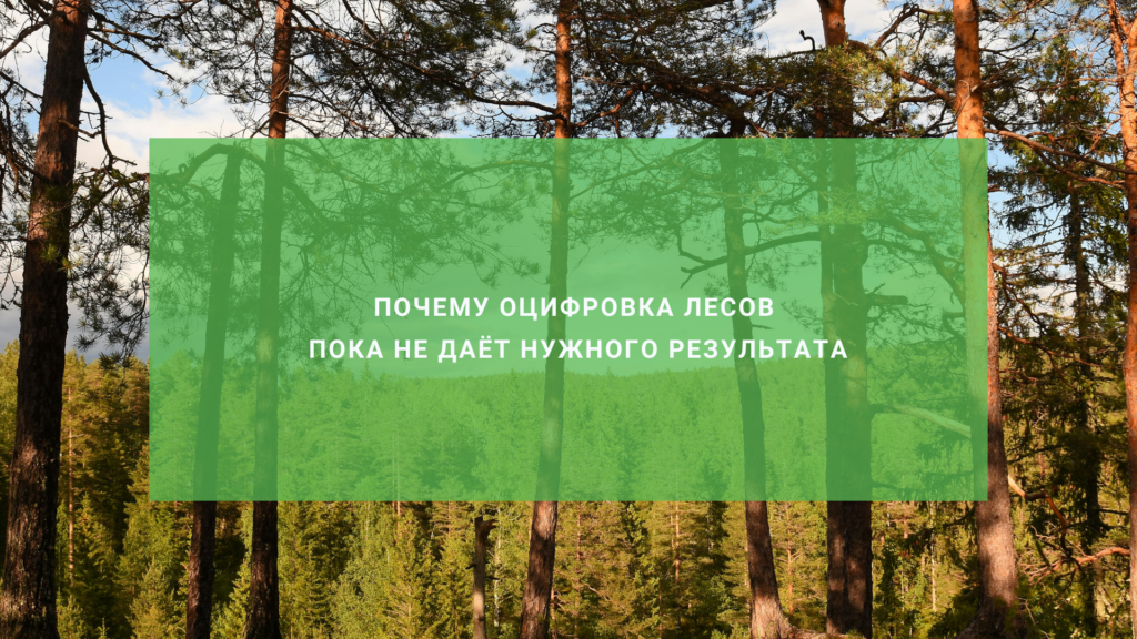 Почему оцифровка лесов пока не даёт нужного эффекта