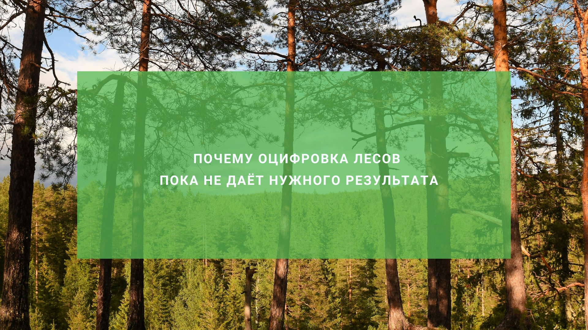 Почему оцифровка лесов пока не даёт нужного эффекта