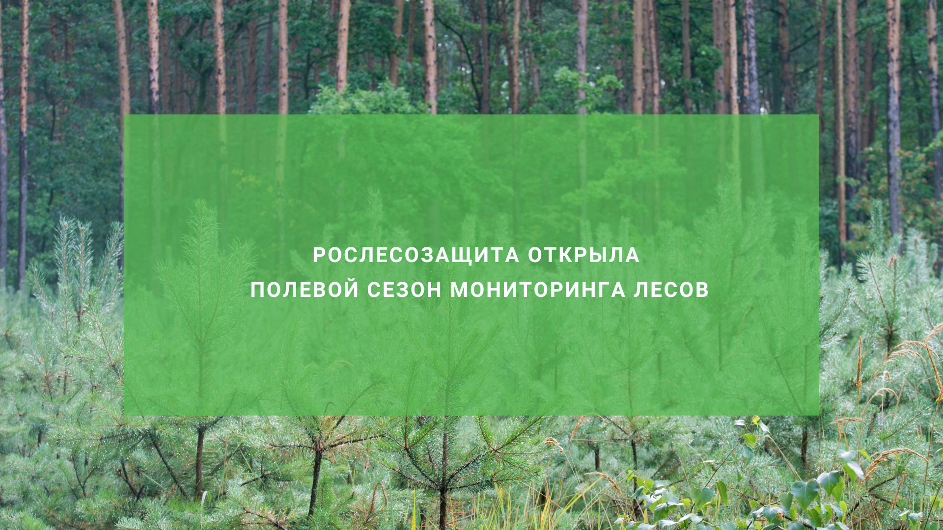 Рослесозащита открыла полевой сезон мониторинга лесов