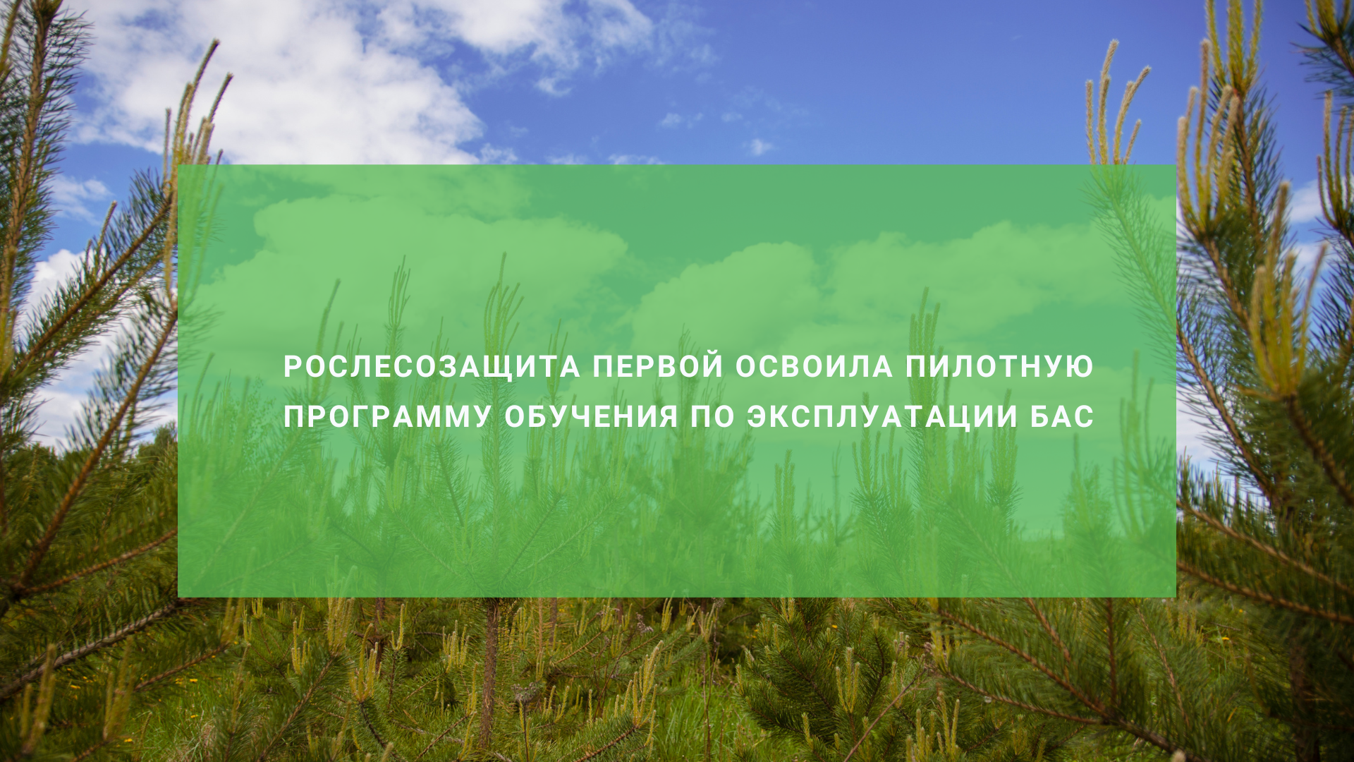 Рослесозащита открывает новую эру лесного мониторинга