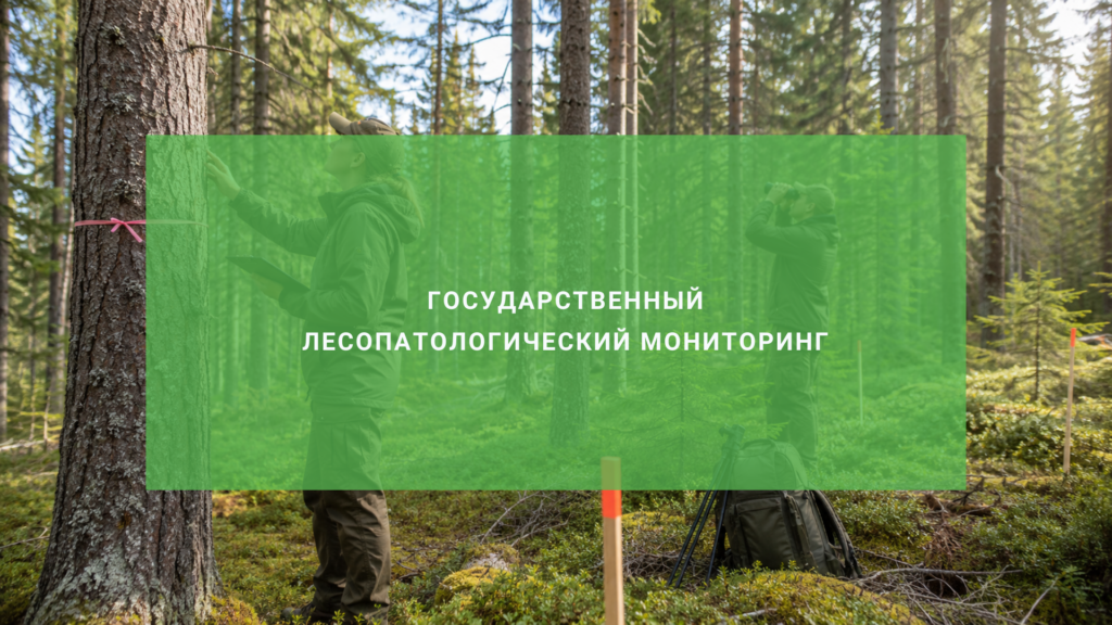 Государственный лесопатологический мониторинг