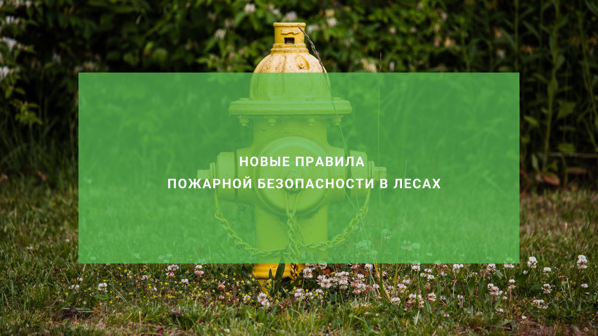 Новые правила пожарной безопасности в лесах