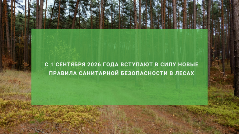Новые правила санитарной безопасности в лесах