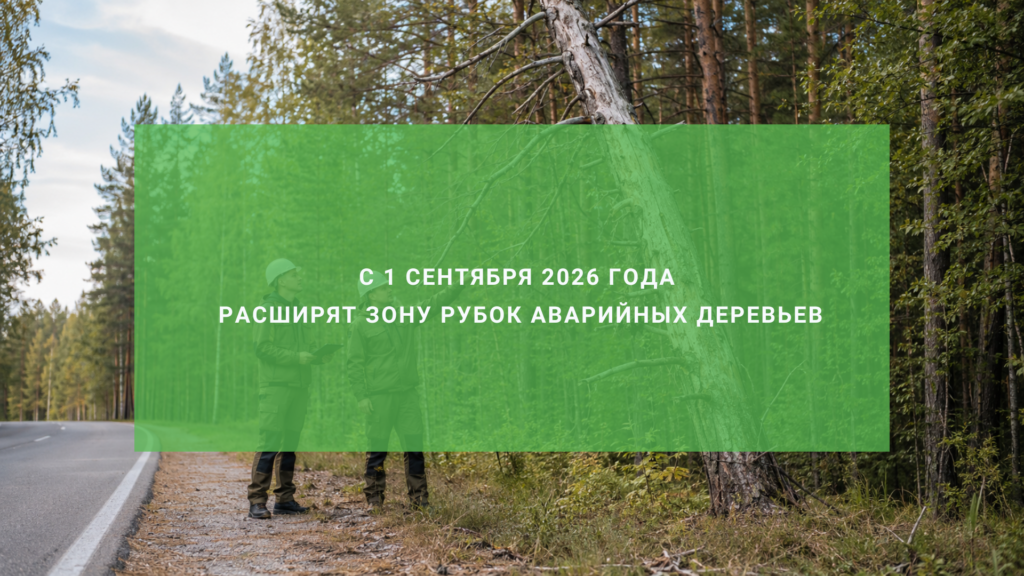 Новые санитарные правила: с 1 сентября 2026 года расширят зону рубок аварийных деревьев