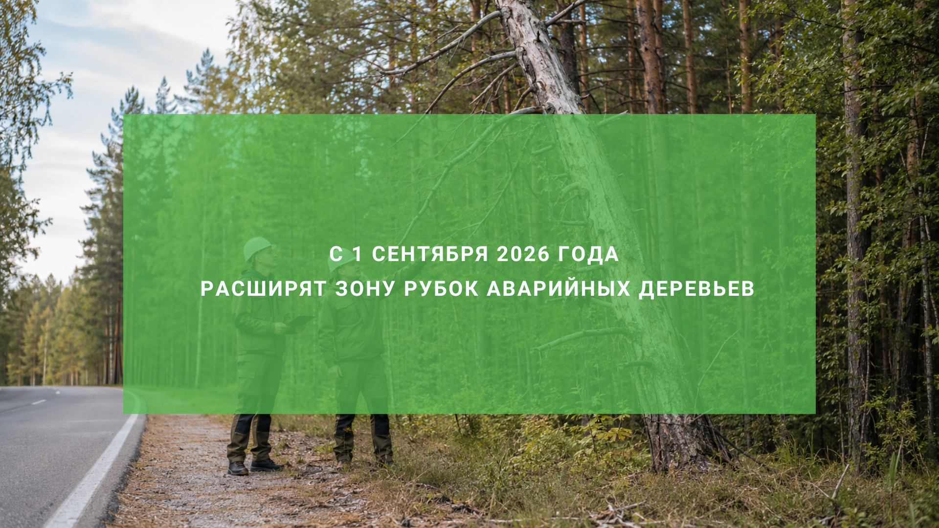 Новые санитарные правила: с 1 сентября 2026 года расширят зону рубок аварийных деревьев