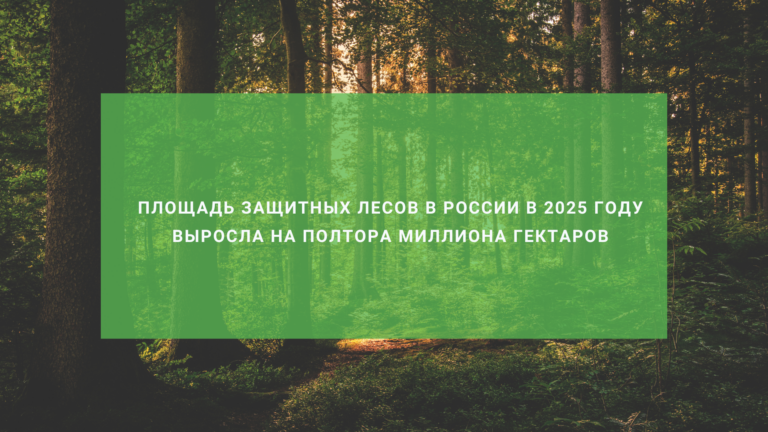 Площадь защитных лесов в России в 2025 году выросла на полтора миллиона гектаров