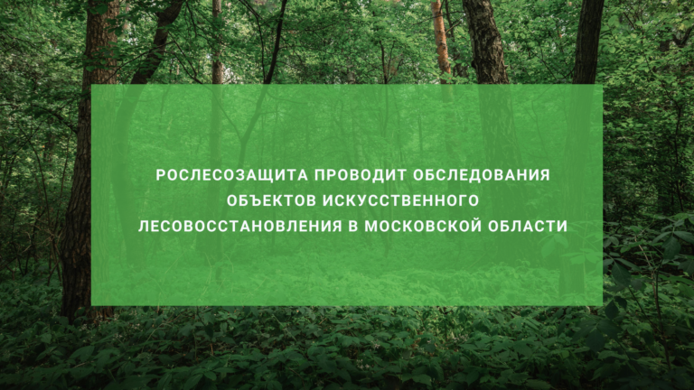 Рослесозащита проводит обследования объектов искусственного лесовосстановления в Московской области