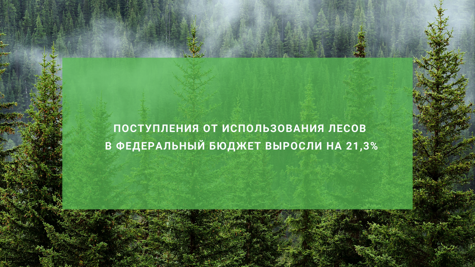 С начала 2026 года поступило 17,1 млрд рублей лесных доходов