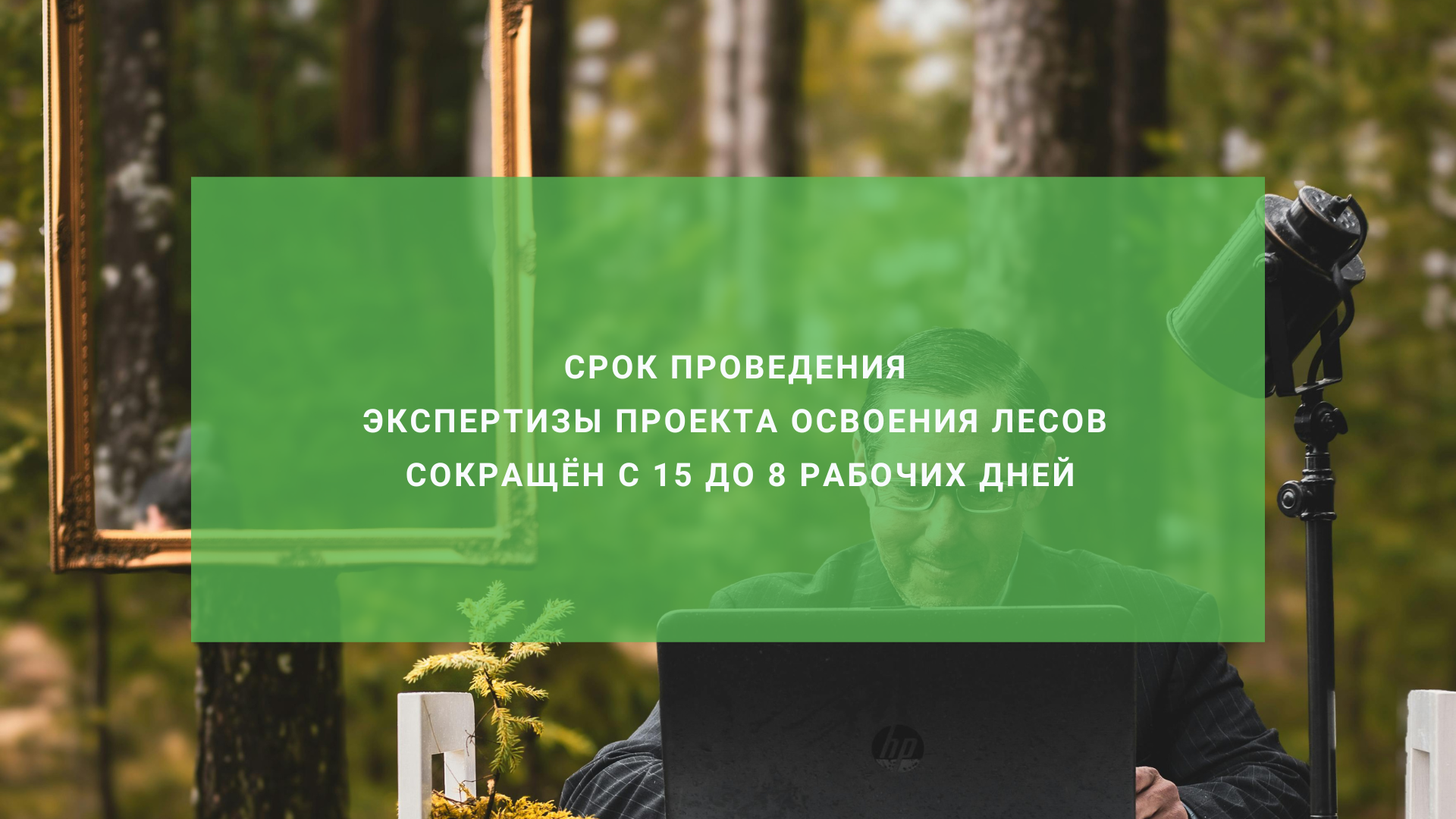 Срок проведения экспертизы проекта освоения лесов будет сокращён