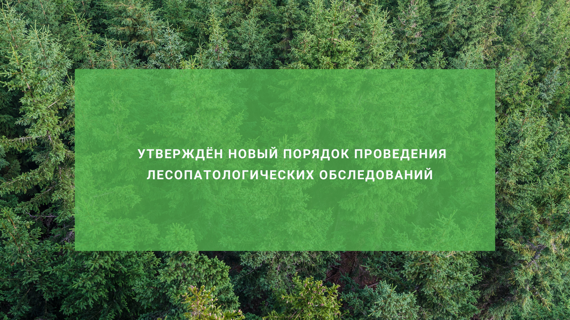 Утверждён новый порядок проведения лесопатологических обследований