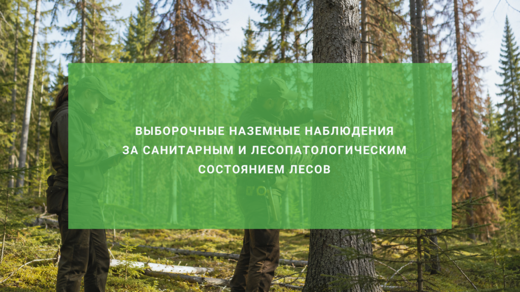 Выборочные наземные наблюдения за санитарным и лесопатологическим состоянием лесов