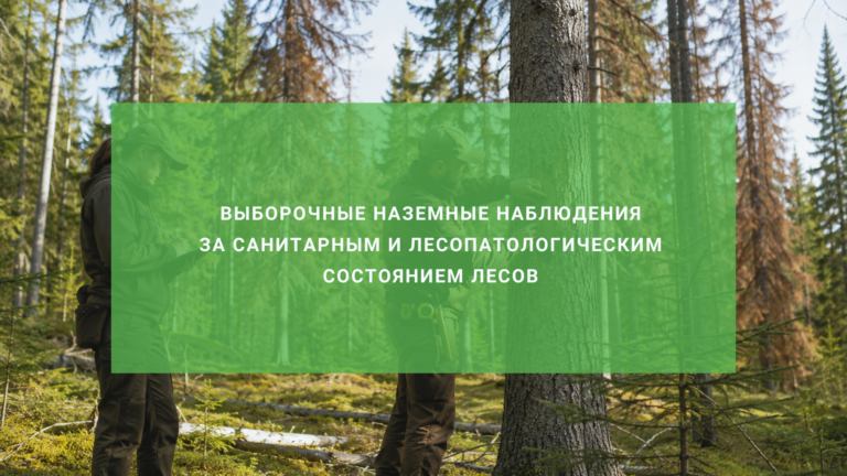 Выборочные наземные наблюдения за санитарным и лесопатологическим состоянием лесов