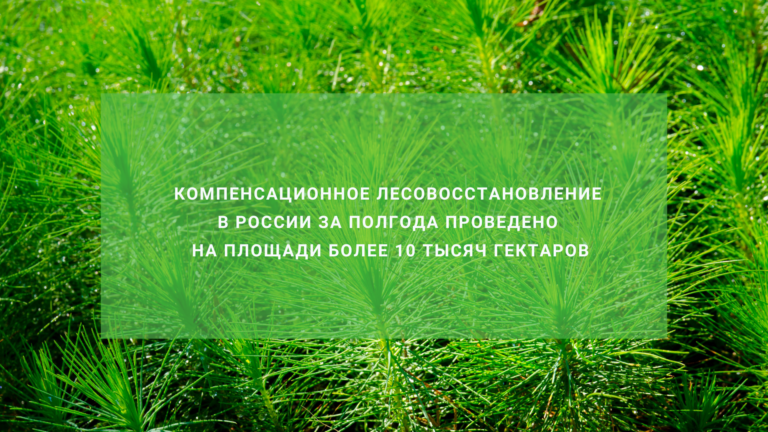 Компенсационное лесовосстановление в России за полгода проведено на площади более 10 тысяч гектаров