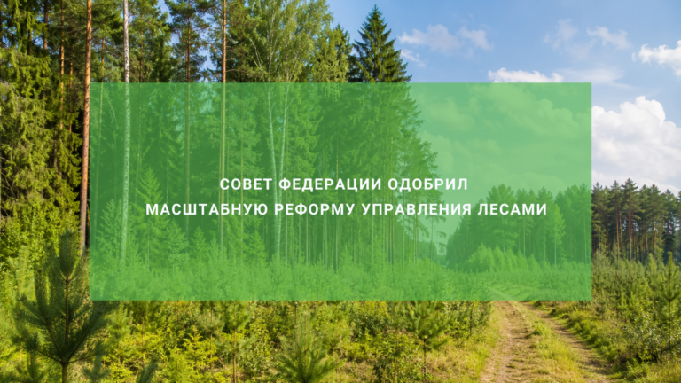Лесной кодекс обновлён: Совет Федерации одобрил масштабную реформу управления лесами