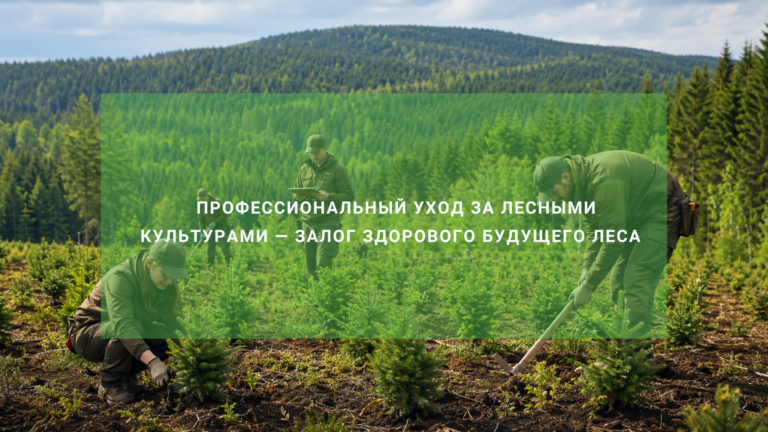 Профессиональный уход за лесными культурами — залог здорового будущего леса