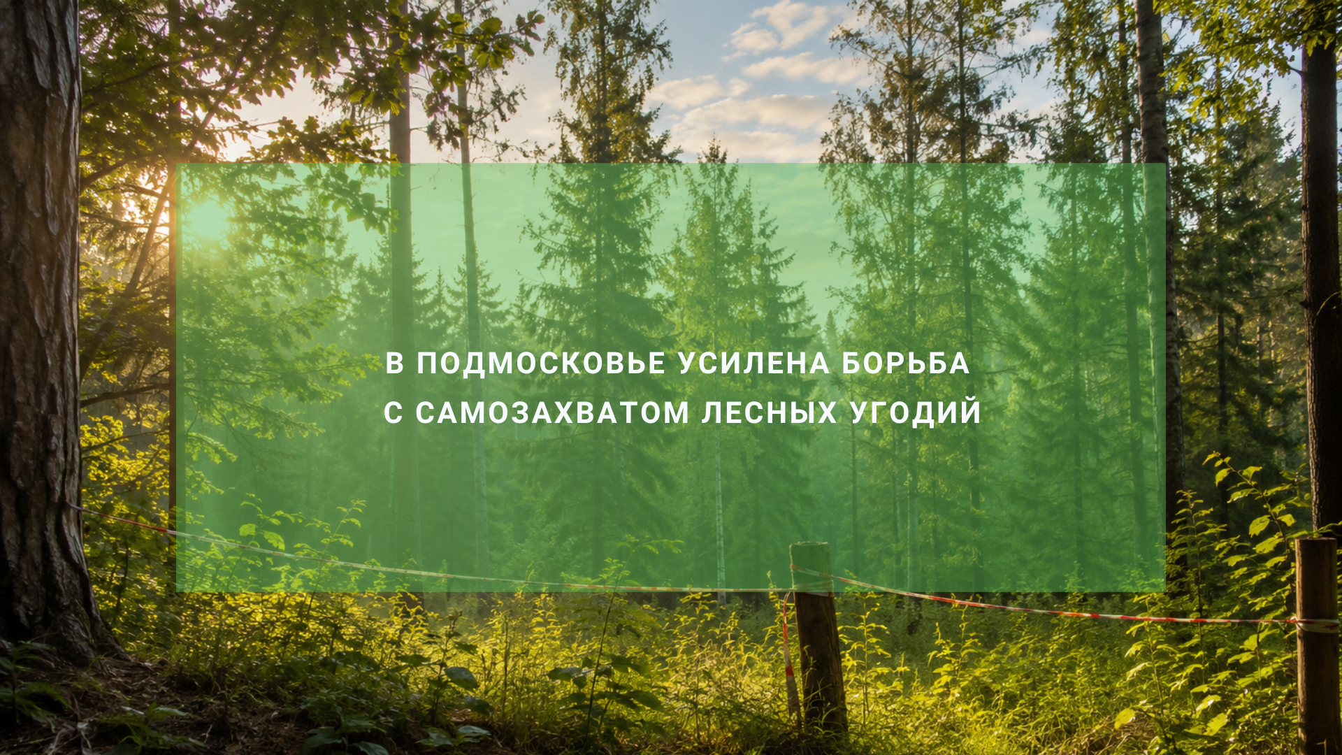 Штрафы за нарушение правил пожарной безопасности в лесах Подмосковья превысили 26 миллионов рублей