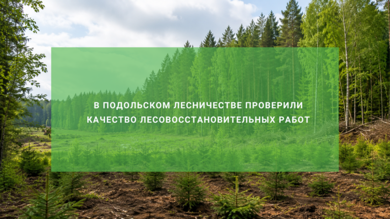 В Подольском лесничестве проверили качество лесовосстановительных работ