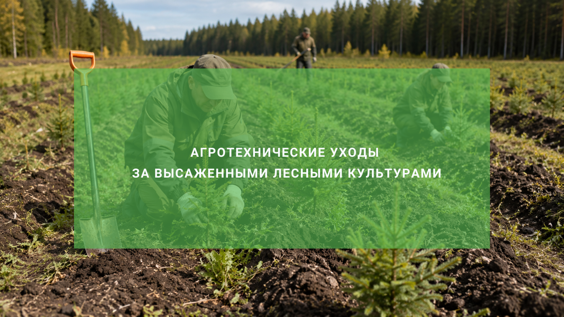 В России за первое полугодие агроуходы за лесными культурами провели на площади более 240 000 гектаров