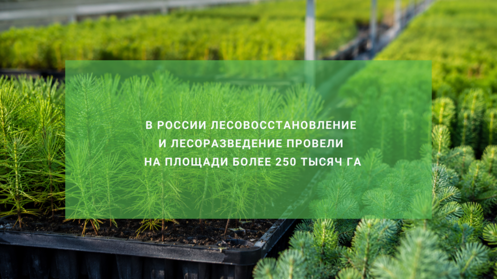 В российских питомниках выращивают 705 млн единиц посадочного материала для лесовосстановления