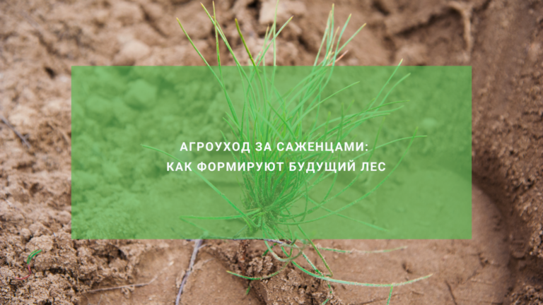 Агроуход за саженцами: как осветления и прочистки формируют будущий лес