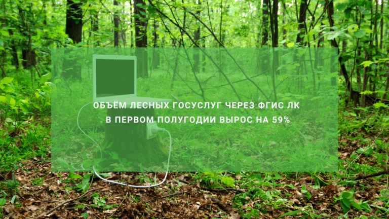 Объём лесных госуслуг через ФГИС ЛК в первом полугодии вырос на 59%