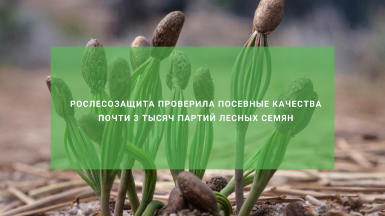 Рослесозащита проверила посевные качества почти 3 тысяч партий лесных семян