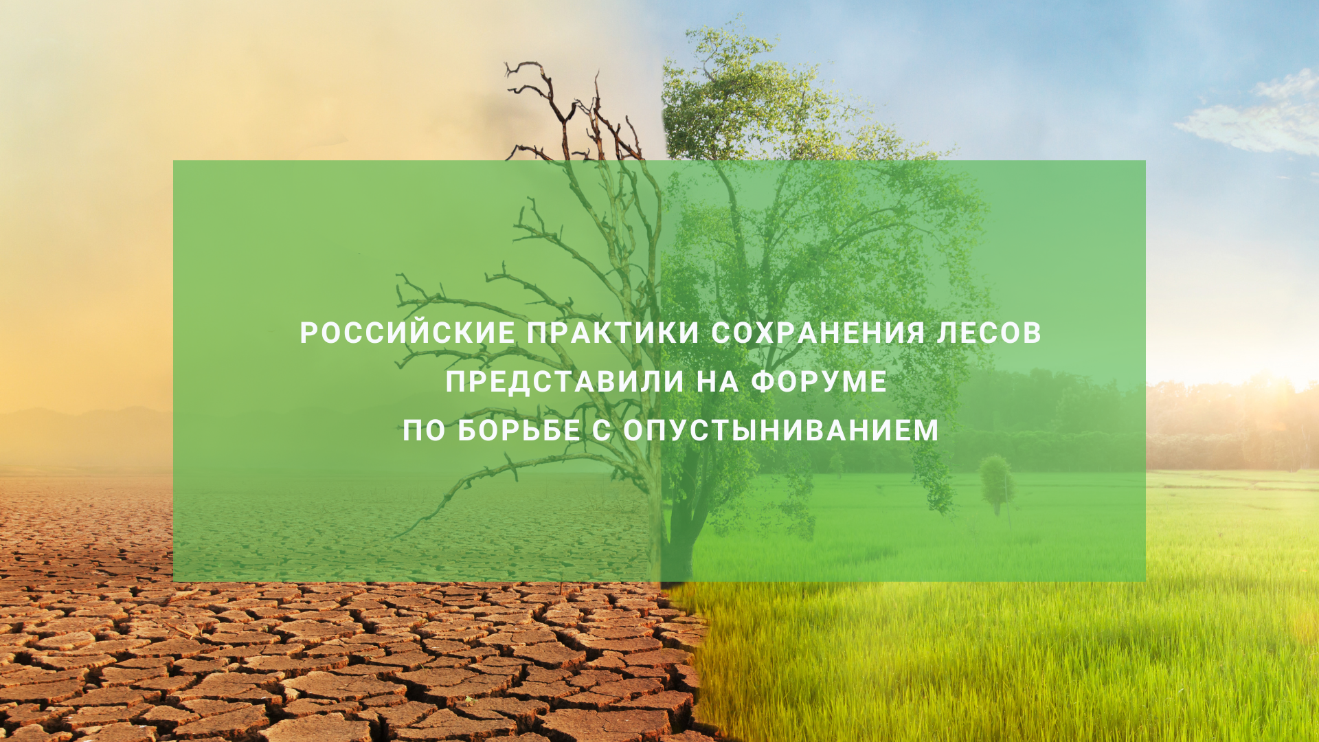 Сохранение и воспроизводство лесов - важная часть борьбы с опустыниванием