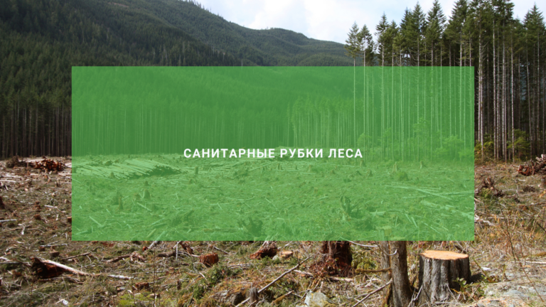 Зачем нужны санитарные рубки леса